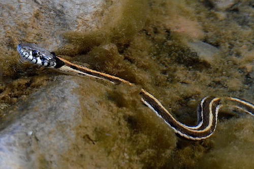 Black-Necked Garter snake for sale