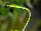 Buy an Asian vine snake