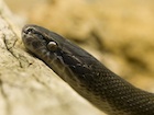 Buy an African house snake