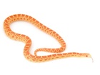 Buy an Albino Bull snake - Pituophis catenifer sayi