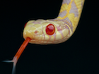 Buy an Albino Checkered Garter snake