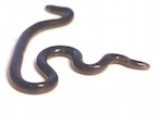 Buy a Blind snake