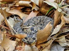 Buy an Eastern Hognose snake - Heterodon platirhinos