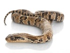 Buy a False Water Cobra snake