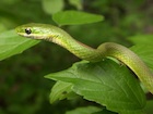 Buy a Florida green snake