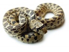 Buy a Gopher snake