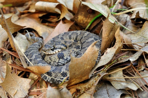 Eastern Hognose snake for sale