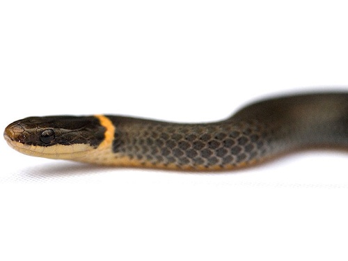 Ringneck snake for sale - Diadophis sp.