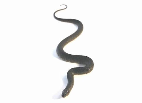 Water snake for sale