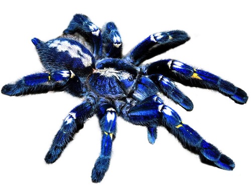 Gooty Sapphire tarantula for sale - Poecilotheria metallica