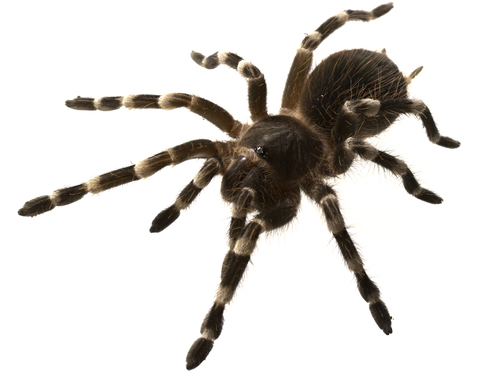 Brazilian white knee tarantula for sale