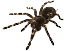 Buy Brazilian White Knee tarantula