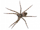 Buy a Giant Fishing spider