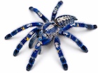 Buy a Gooty Sapphire Ornamental tarantula
