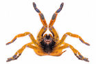 Buy Orange Baboon tarantula