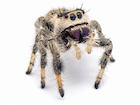 Buy Regal Jumping spider