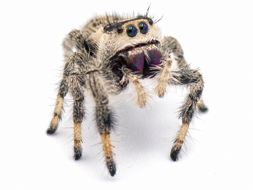 Regal Jumping spider for sale - Phidippus regius