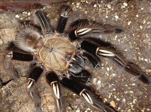 Skeleton Leg tarantula for sale