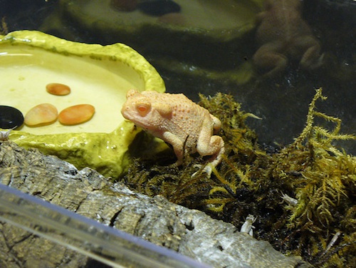 Albino Woodhouse toad for sale