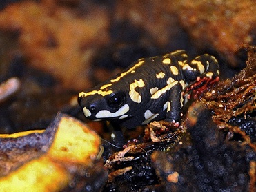 Bumble Bee Toad for sale