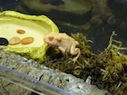 Buy Albino Woodhouse toad