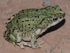 Buy a Western Green Toad
