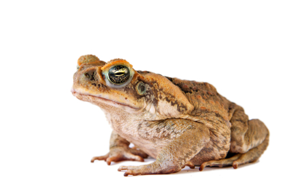 Cane Toad for sale