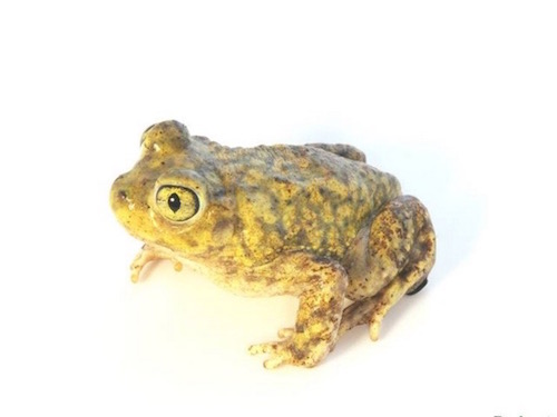 Couch's Spadefoot Toad for sale