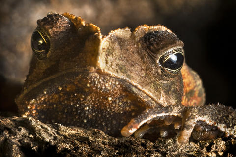 Crested Toad for sale