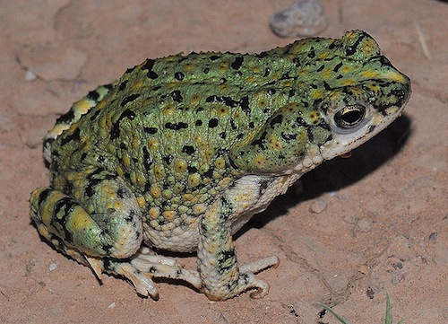 Western Green Toad for sale
