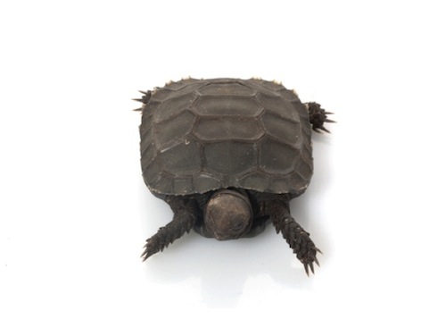 Burmese mountain tortoise for sale - Manouria emys