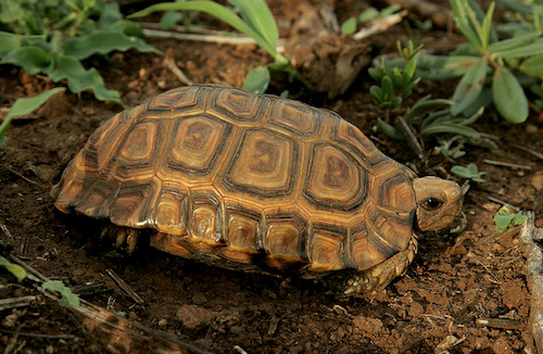 Forest hingeback Tortoise for sale - Kinixys erosa