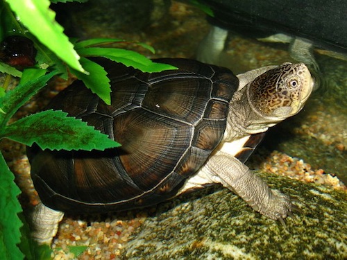 African Hinge Sideneck turtle for sale