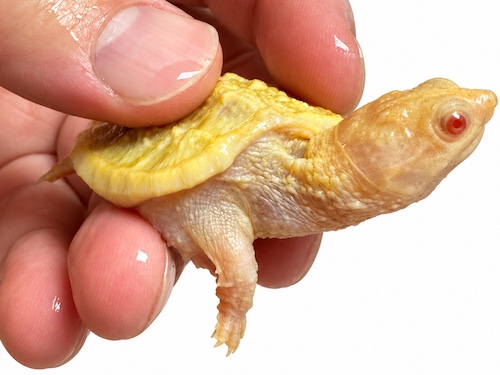 Albino Snapping turtle for sale