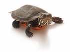 Buy an Eastern Painted Turtle