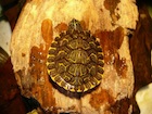 Buy Heiroglyphic River Cooter turtle