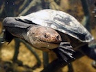 Buy a New Guinea Sideneck Turtle