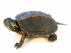 Buy Southern Painted Turtle