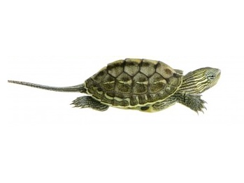 Chinese Golden Thread turtle for sale