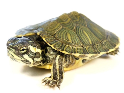 Cumberland Slider turtle for sale