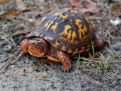 Eastern Box turtle for sale