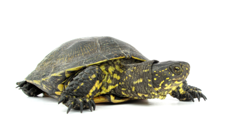 European Pond turtle for sale - Emys orbicularis