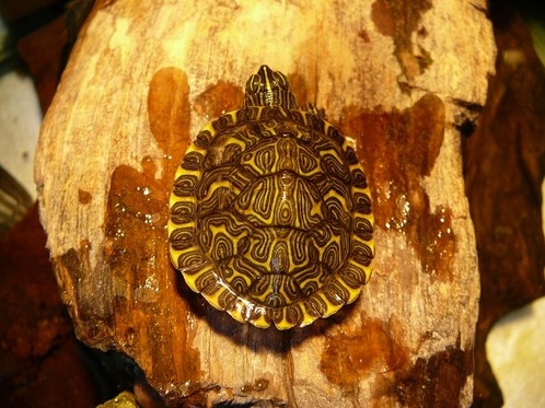 Hieroglyphic River Cooter turtle for sale