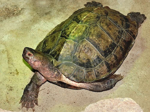 Malayan Wood turtle for sale
