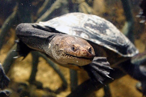 New Guinea Sideneck turtle for sale