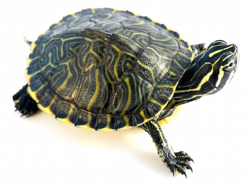 Peninsula Cooter turtle for sale