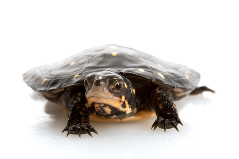 Spotted Turtle for Sale | Reptiles for Sale