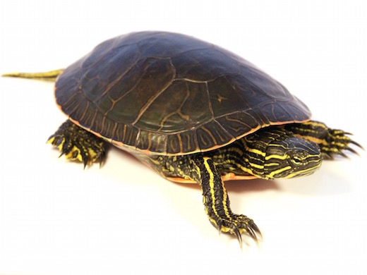 Western Painted turtle for sale