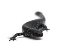 Buy a salamander