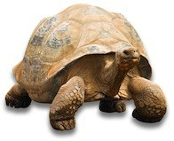 Buy a tortoise